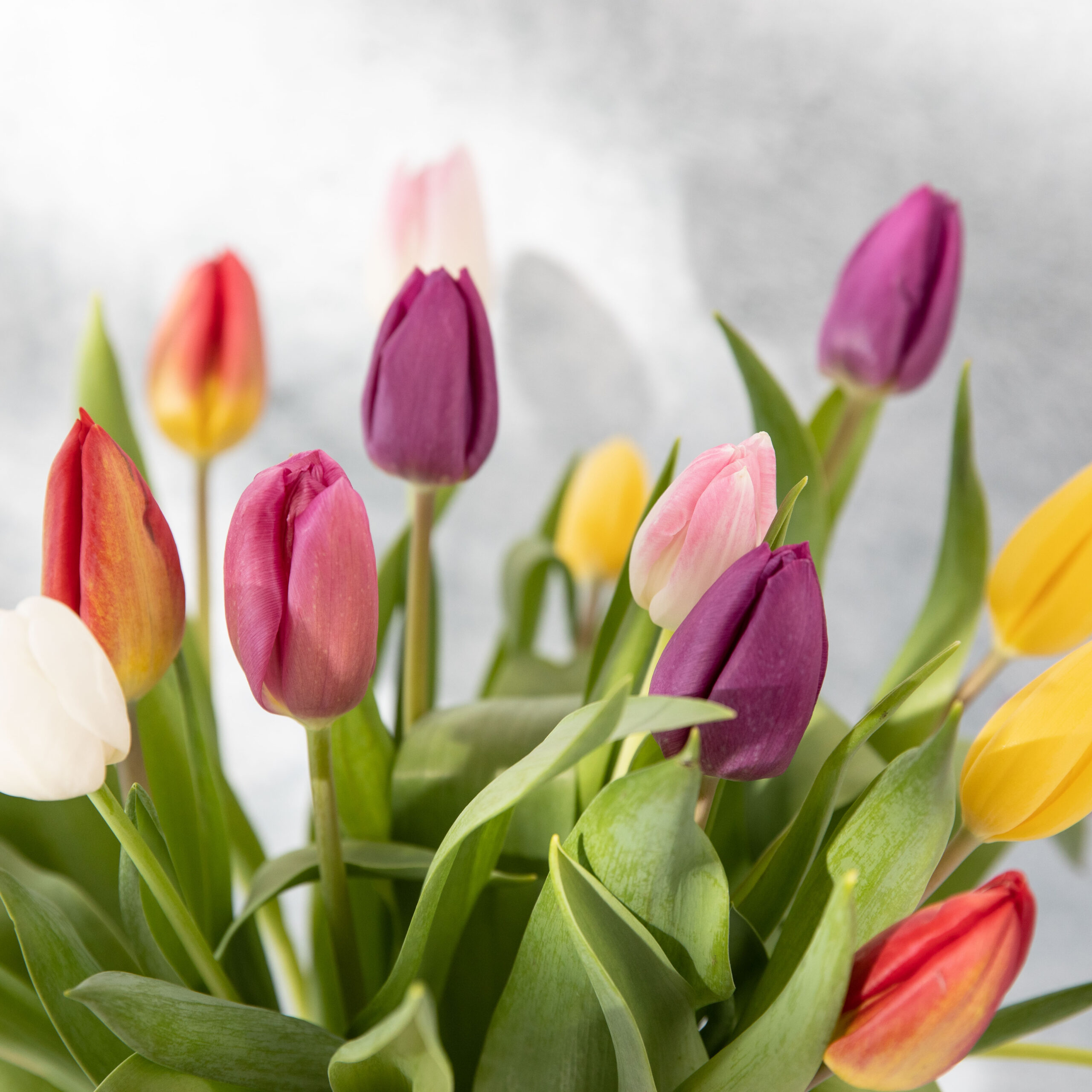 Lees meer over het artikel Verzorgingstips tulpen