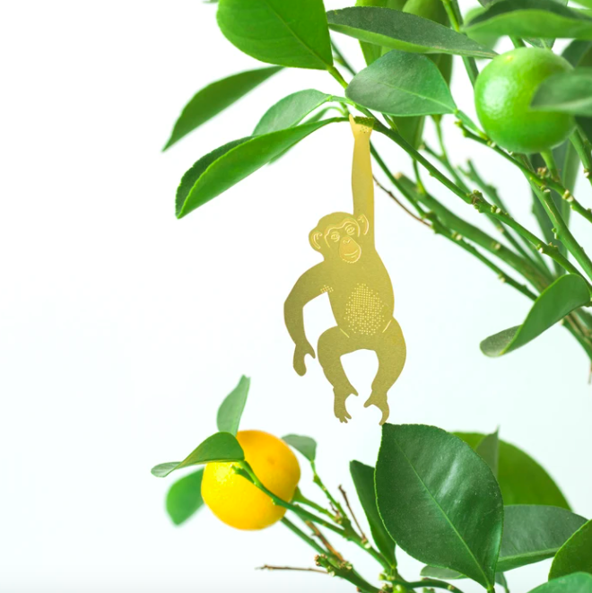 Plant animal: chimpansee