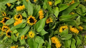 Lees meer over het artikel Verzorgingstips zonnebloemen